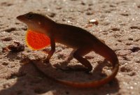 Dyalog the Lizard